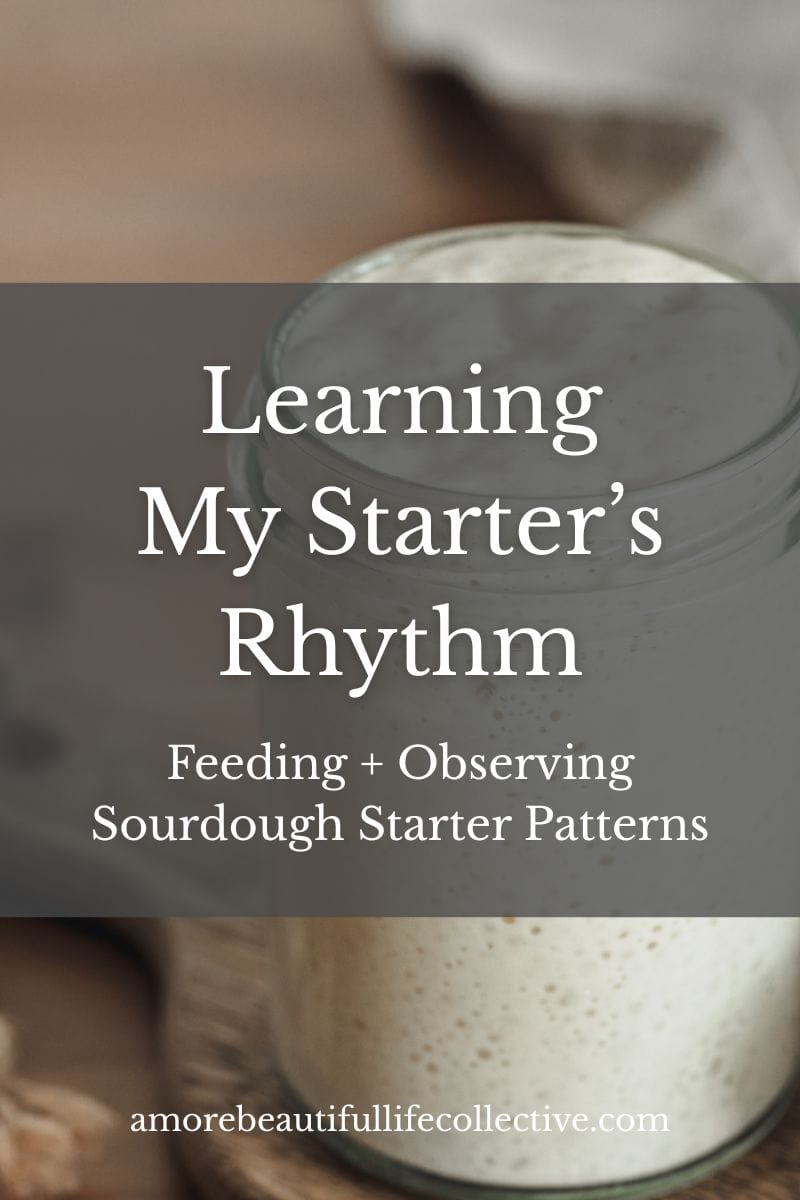 Learning My Starter’s Rhythm: Feeding + Observing Sourdough Starter Patterns